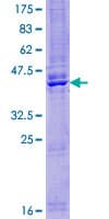 Human TMEM207 Protein (Recombinant GST)