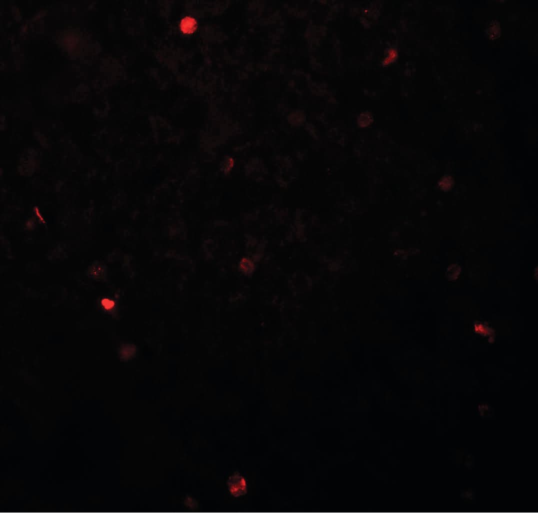 IHC-plus™ FOXH1 Antibody