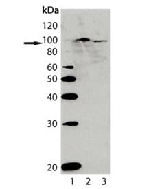 AHR Antibody