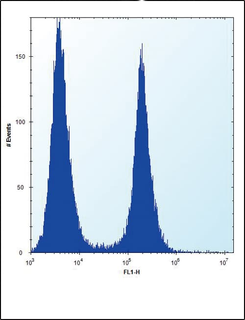 IHC-plus™ Polyclonal Rabbit anti-Human ENO1 / Alpha Enolase Antibody (aa178-205, IHC, IF, WB)