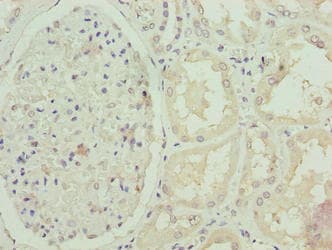 FBXO25 Antibody
