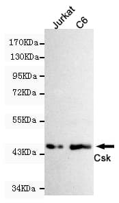 c-Src Kinase / CSK Antibody