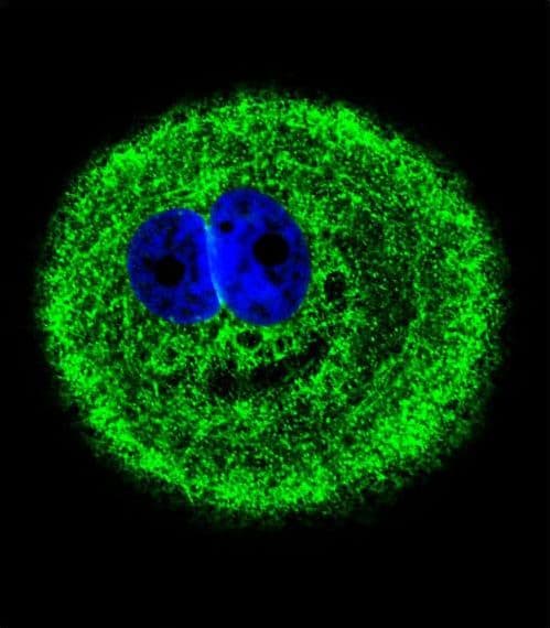 Myosin VI / MYO6 Antibody (aa1166-1195)