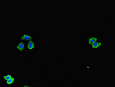 SPOCK1 / SPOCK / Testican Antibody