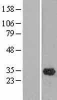 OLAH Protein (Over-Expression Lysate Myc-DDK (Flag))