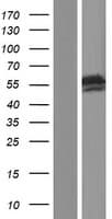 RBM45 / DRB1 Protein (Over-Expression Lysate Myc-DDK (Flag))