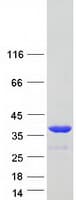 Human ANXA8 / Annexin A8 Protein (Recombinant Myc-DDK (Flag))
