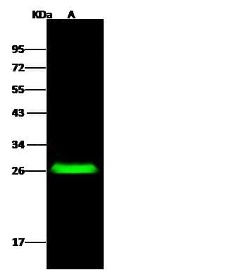 DNAJC24 Antibody (Preservative Free)