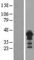HOMER3 / Homer 3 Protein (Over-Expression Lysate Myc-DDK (Flag))