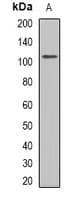 GRIA1 / GLUR1 Antibody (C-Terminus)