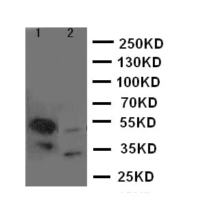 HDAC8 Antibody (aa18-33)