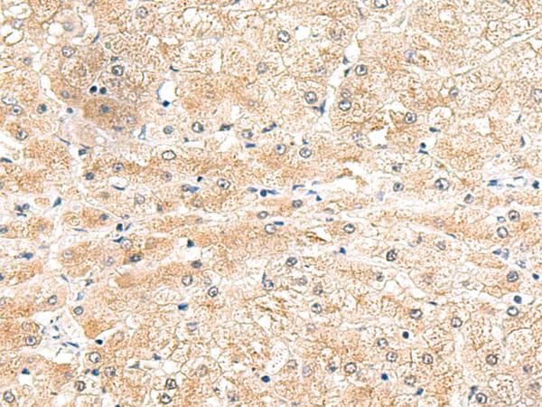 LRG1 / LRG Antibody