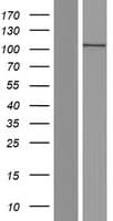 ACTN2 Protein (Over-Expression Lysate Myc-DDK (Flag))