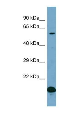 TXLNG Antibody (aa284-333)