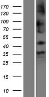 SHISA9 Protein (Over-Expression Lysate Myc-DDK (Flag))
