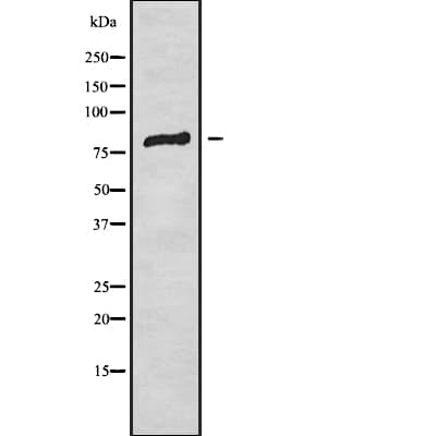 SIX4 Antibody