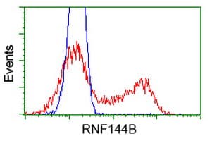 RNF144B Antibody (clone OTI9H10)