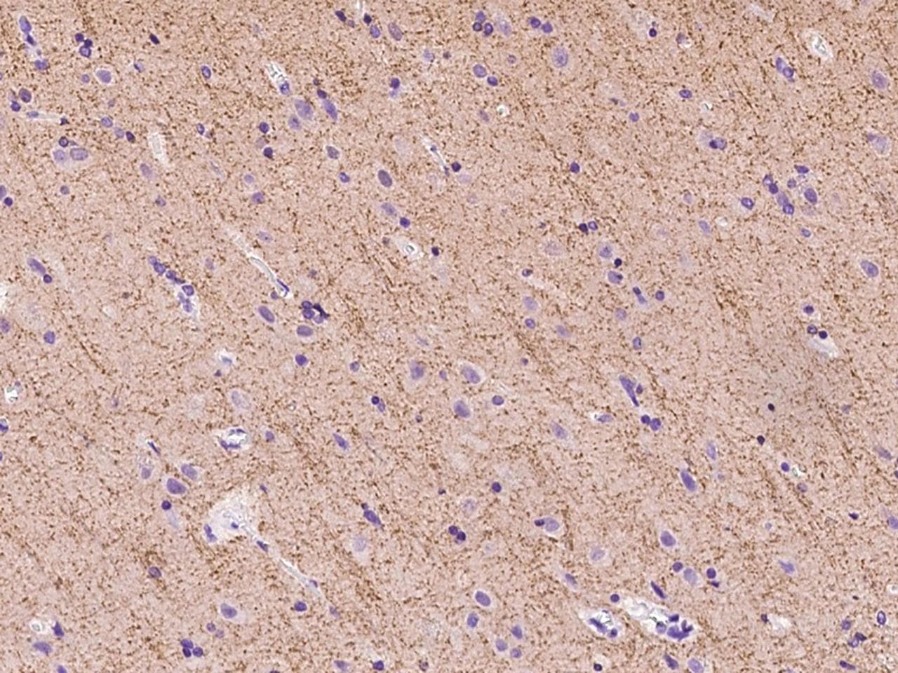 Polyclonal Rabbit anti-Human SLC6A11 / GAT-3 Antibody (IHC)