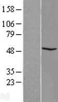 FAM81B Protein (Over-Expression Lysate Myc-DDK (Flag))