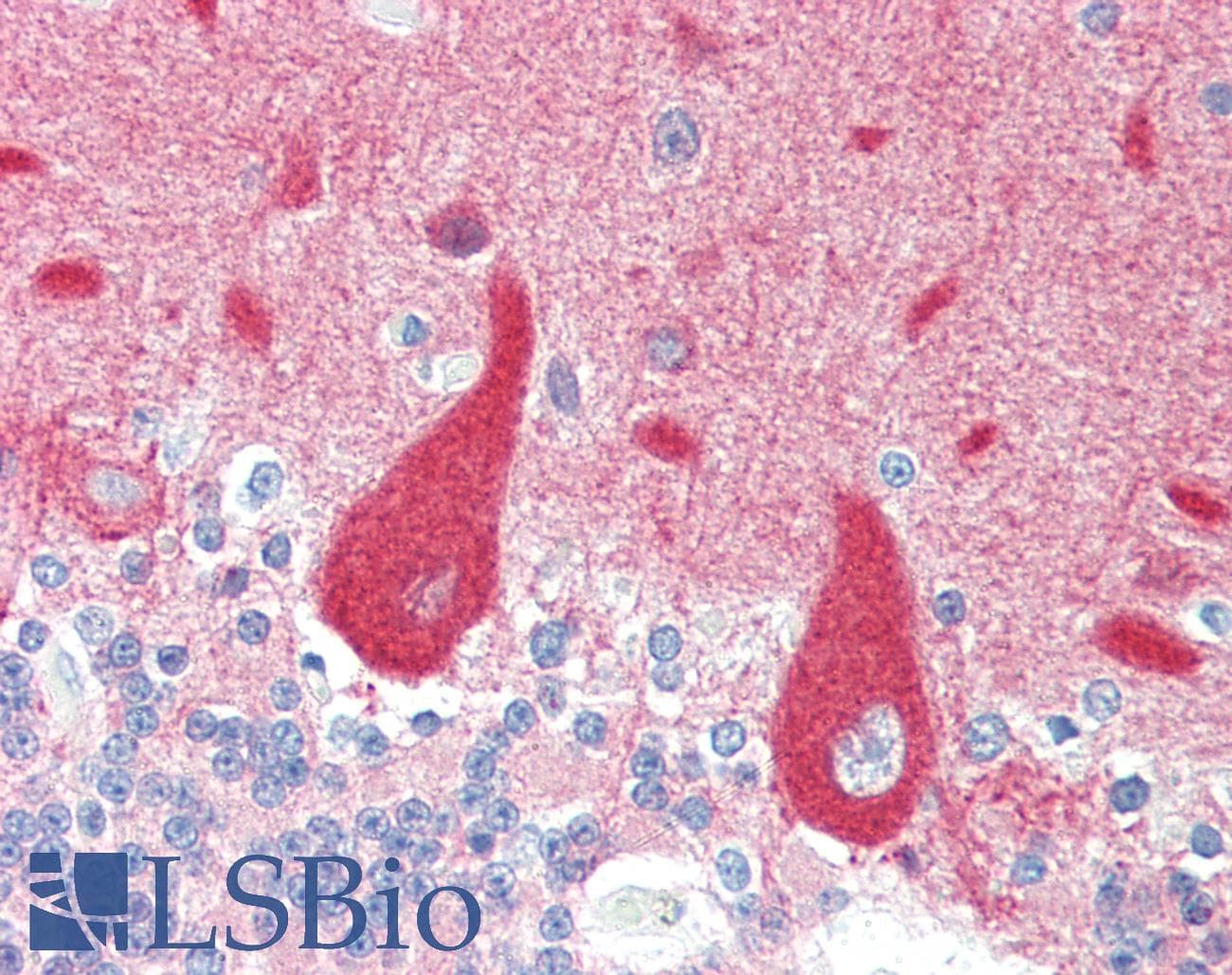IHC-plus™ CRMP1 Antibody