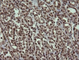 PCDH7 Antibody (clone OTI1F7)