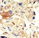 EGFR Antibody (aa27-57)