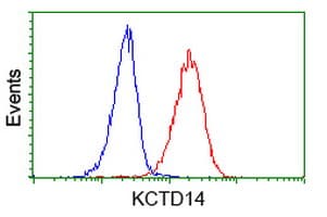 Monoclonal Mouse anti-Human KCTD14 Antibody (clone OTI3C7, IF, WB)