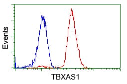 Monoclonal Mouse anti-Human TS / Thromboxane Synthase Antibody (clone OTI1A9, IHC, IF, WB)