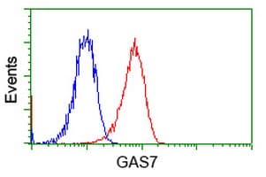 GAS7 Antibody (clone OTI6G5)