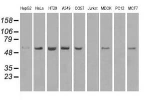TMEM100 Antibody (clone OTI1F8)