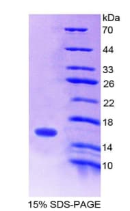 Mouse Secretin Protein (Recombinant His-T7)