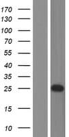 CHMP2B Protein (Over-Expression Lysate Myc-DDK (Flag))