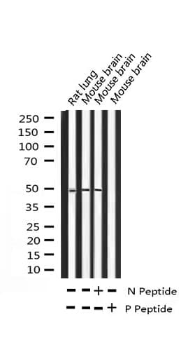 JUN / c-Jun Antibody (phospho-Thr239)