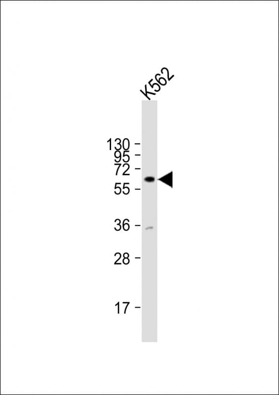 ZNF280A Antibody (aa262-294)