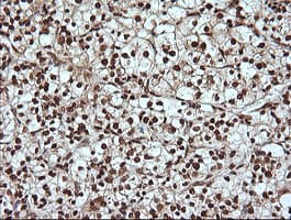 MAPK4 / ERK4 Antibody (clone OTI2D7)