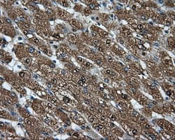 CELF1 / CUGBP1 Antibody (clone OTI5B8)