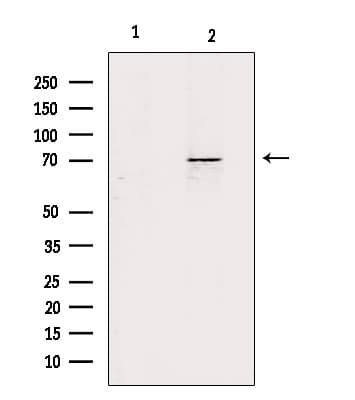 Polyclonal Rabbit anti-Human ZP1 Antibody (IF, WB)