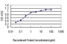 YY1 Antibody (clone 2C5)