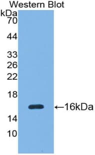 SFRP5 Antibody (aa48-165, HRP)