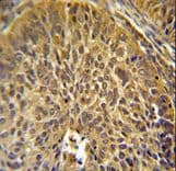 EIF3G Antibody (aa209-238)