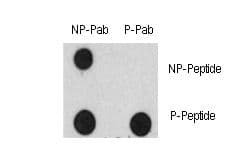 EGFR Antibody (phospho-Tyr1125)