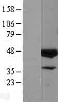 Human ELK3 / NET Protein (Over-Expression Lysate Myc-DDK (Flag))
