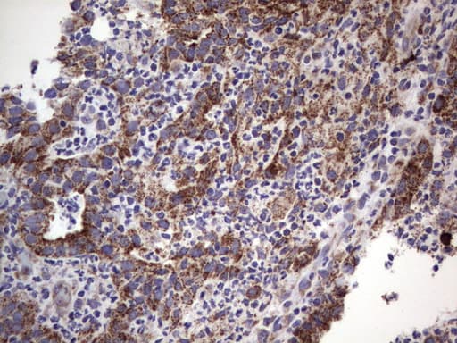 MRPS7 Antibody (aa38-242, clone UMAB156)