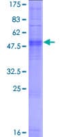 Human OR2M3 Protein (Recombinant GST)