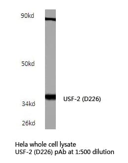 USF2 Antibody (Asp226)