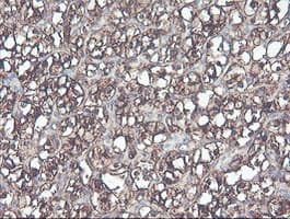 CNDP2 Antibody (clone OTI8A2, Carrier-free)