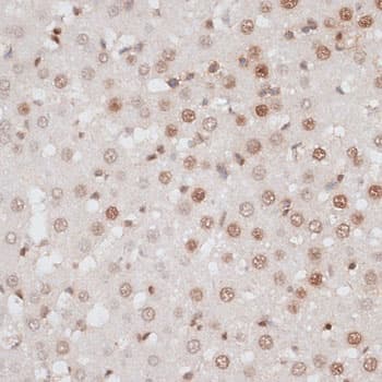 H2AFX / H2AX Antibody