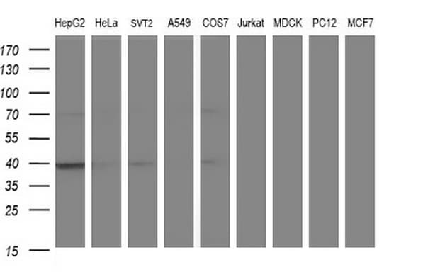 Apolipoprotein A-V Antibody (clone OTI1H4, Carrier-free)