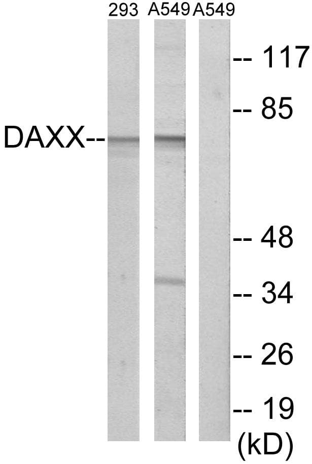 DAXX Antibody