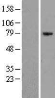 EXOC5 Protein (Over-Expression Lysate Myc-DDK (Flag))